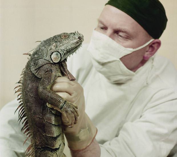 A zoo vet holding an iguana, 1956.