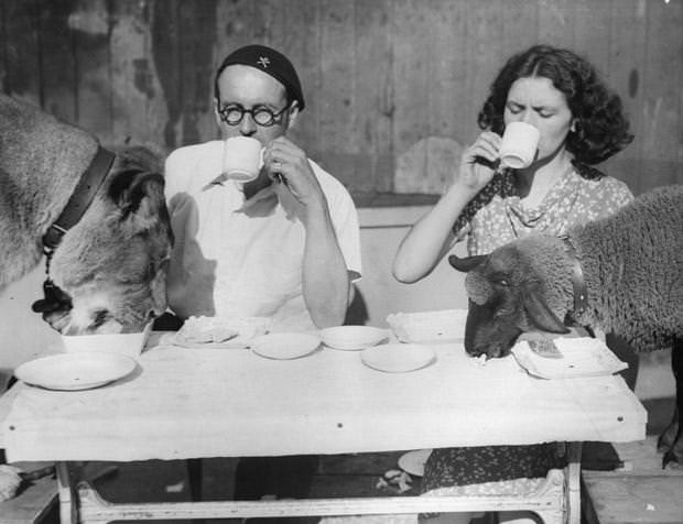 'Tornado' Smith, the Wall of Death rider, and his wife having tea with their pet lion and lamb, 1936.