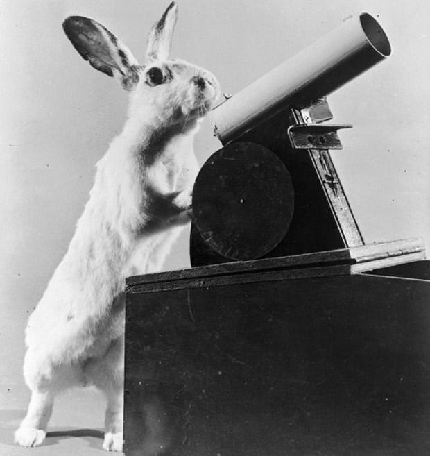 "Carrots" the rabbit fires table tennis balls from a toy cannon, 1956.