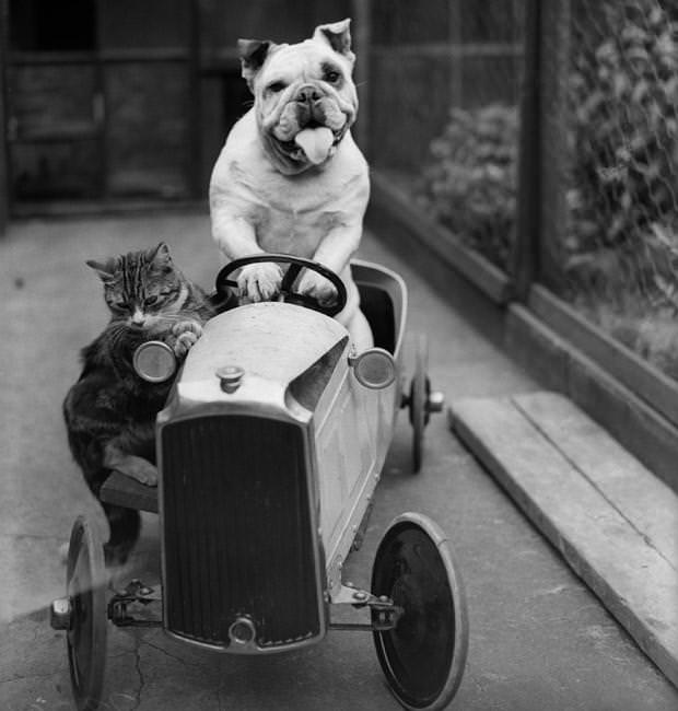 A cat and a bulldog in a toy car, 1933.