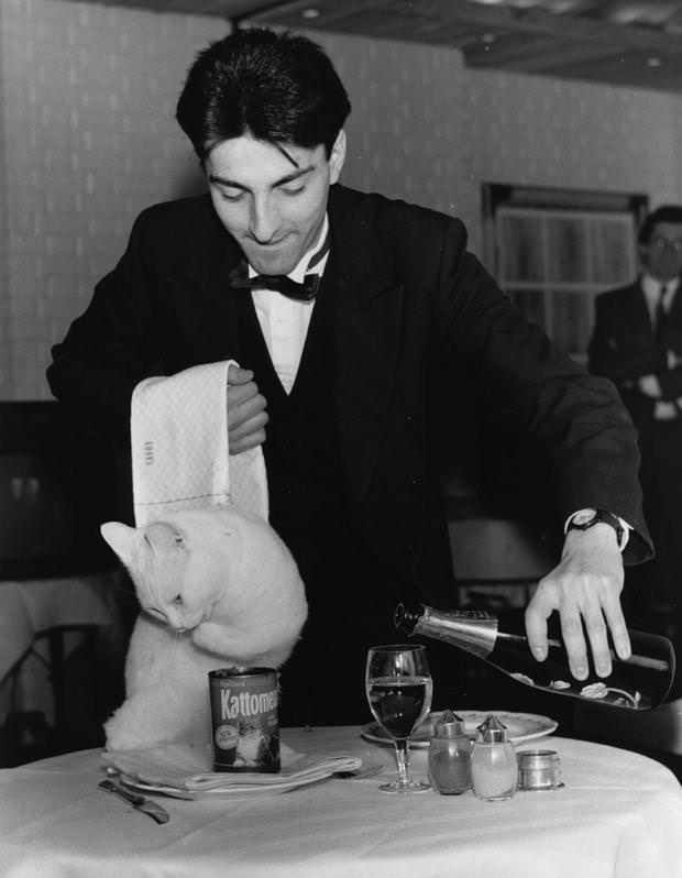 Arthur, the cat food commercial cat, is wined and dined at a fancy restaurant, 1980.