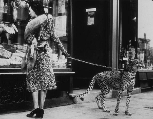 American silent film actress Phyllis Gordon window-shopping in Earls Court, London with her cheetah, 1920s.