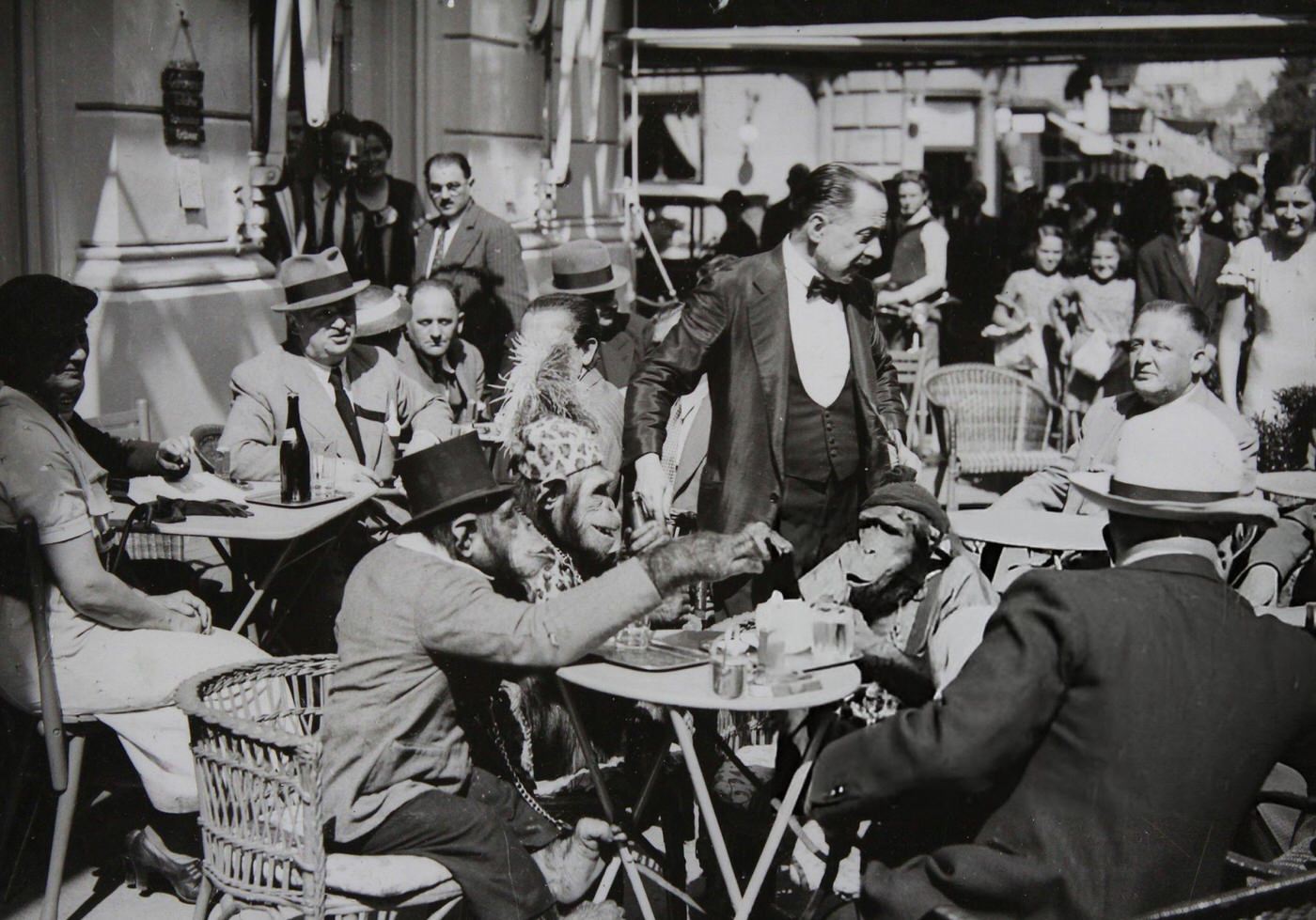 Monkey family in a Vienna Ringstraße cafe, 1938.