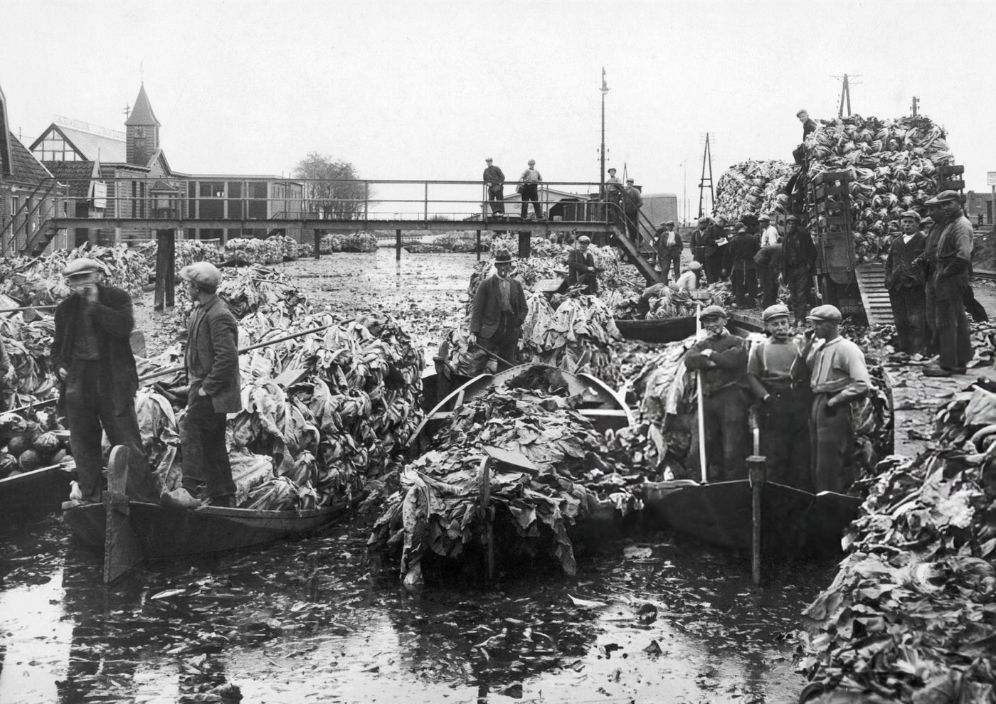 Caulifower harvest transported by boats in Grootebroek, Holland, 1933.
