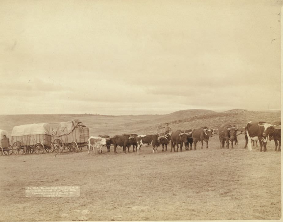 The last large bull train on its way from the railroad to the Black Hills, 1890.