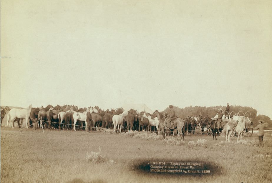 Roping and changing horses on round up, 1890.