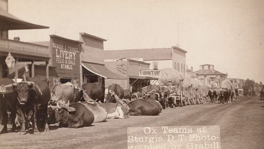 Ox teams at Sturgis, Dakota Territory, 1890s.
