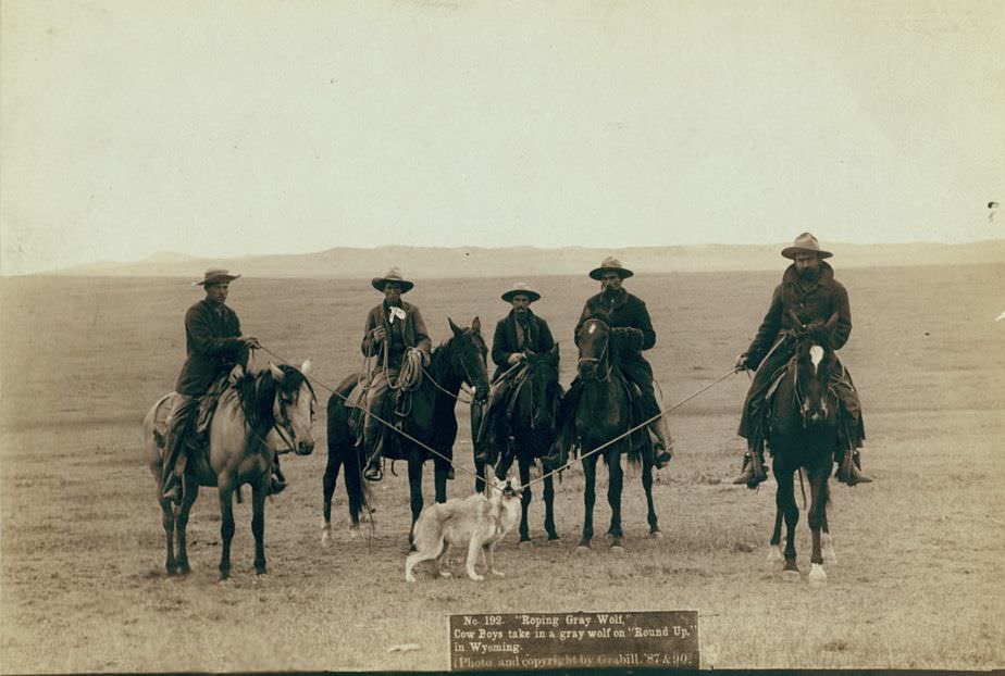 Cowboys rope a gray wolf on "Round up" in Wyoming, 1887.