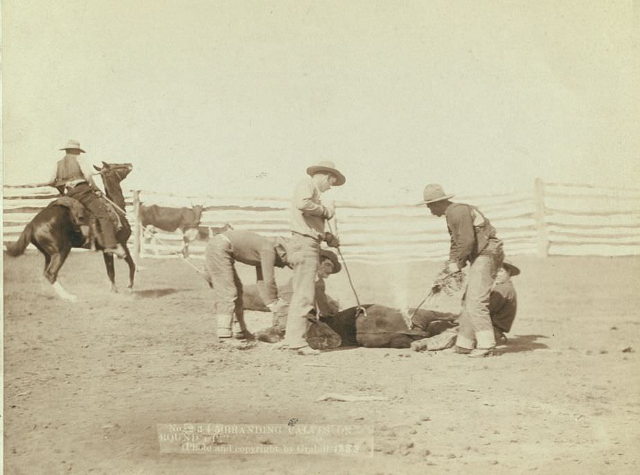 Branding calves on roundup, 1888.