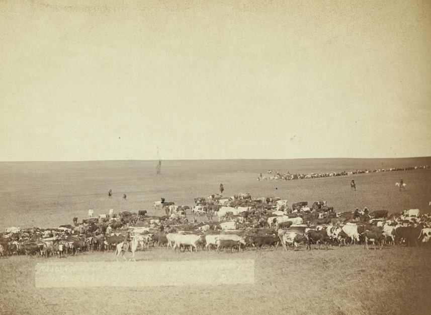 Round-up scenes on Belle Fourche in 1887.