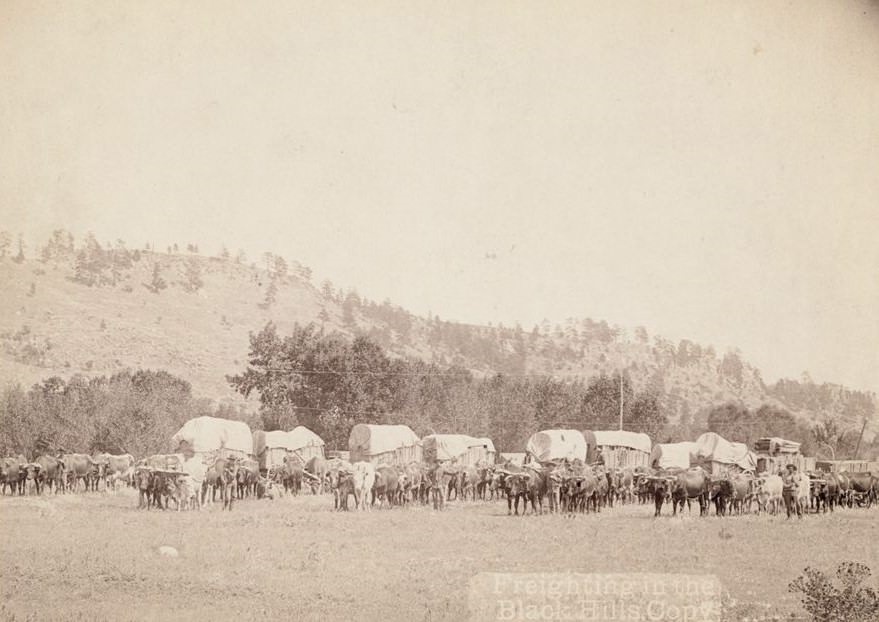 Freighting in the Black Hills, 1890s.