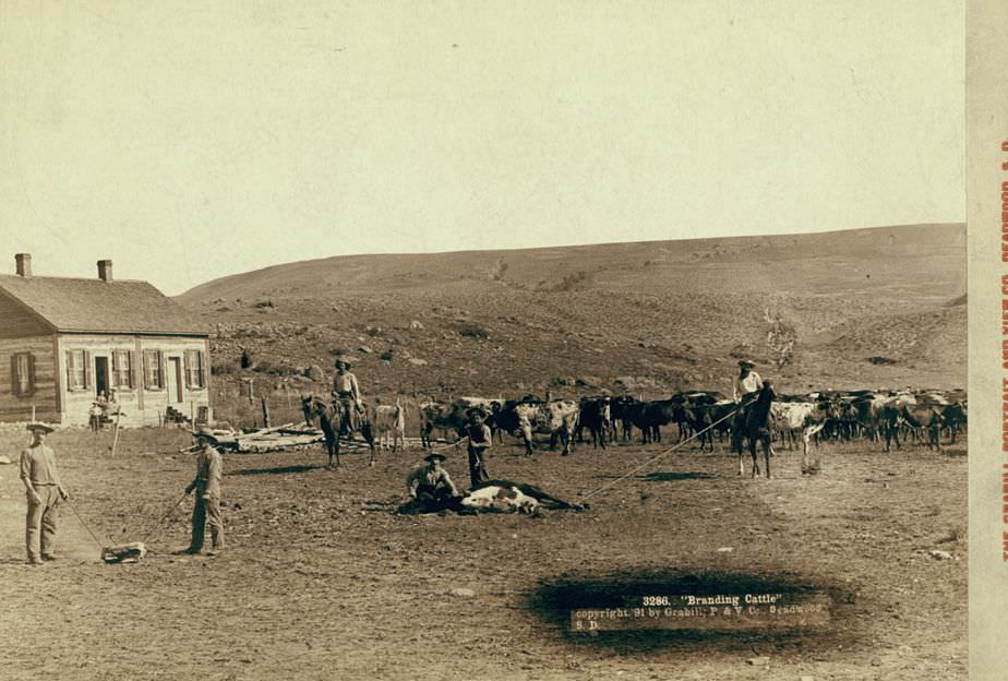 Branding cattle, 1891.