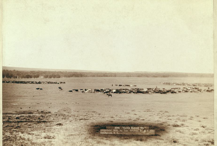 Cattle round up, 1891.