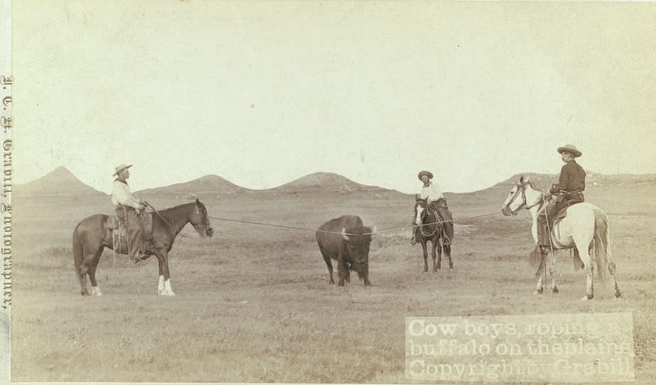 Cowboys roping a buffalo on the plains, 1890s.