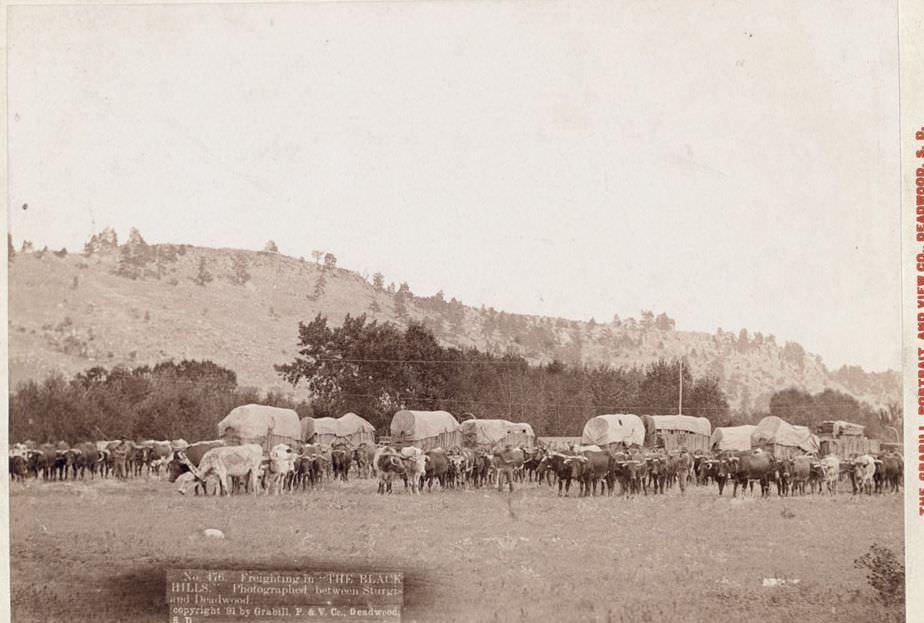 Freighting between Sturgis and Deadwood in the Black Hills, 1891.
