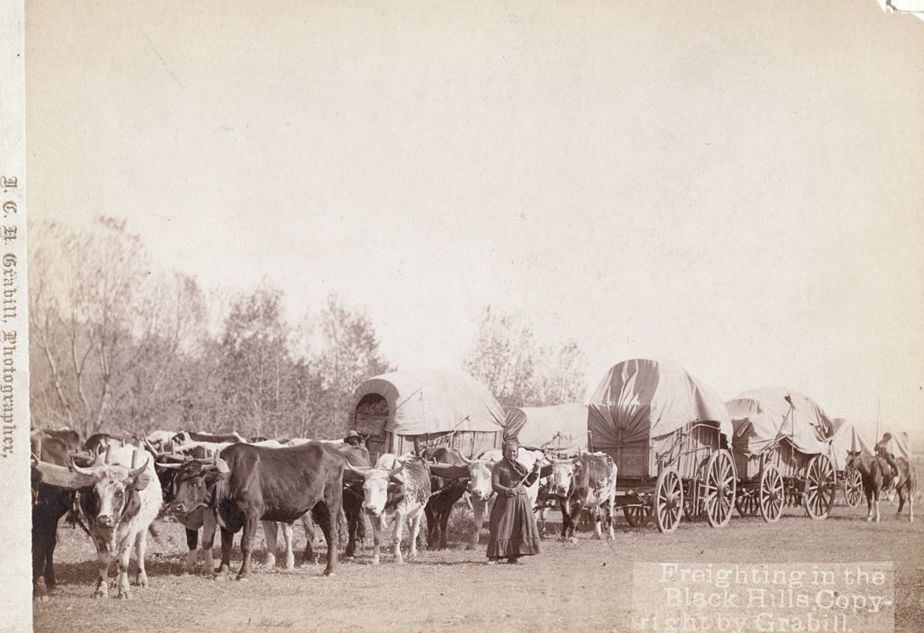 Freighting in the Black Hills, 1890s.