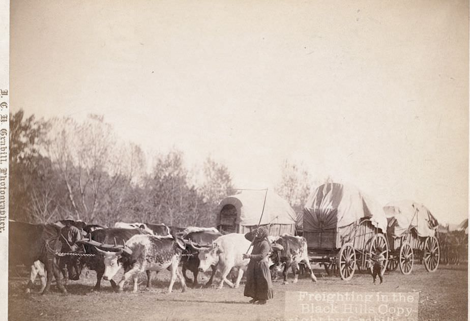 Freighting in the Black Hills, 1890s.