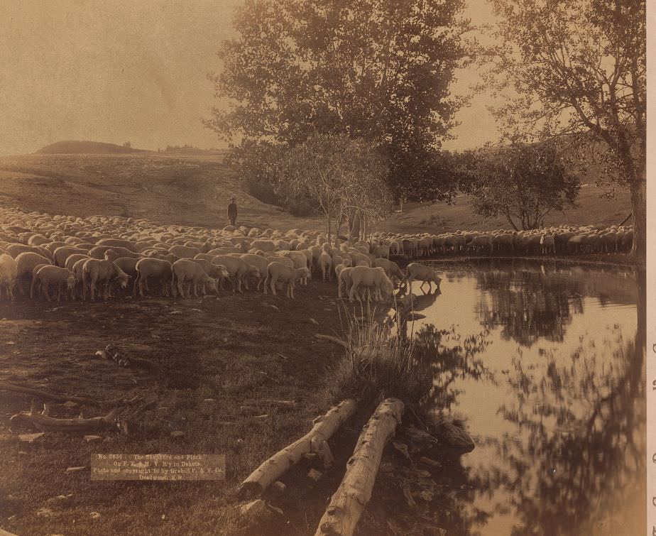 Shepherd and flock on F.E. & M.V. Railway in Dakota, 1891.