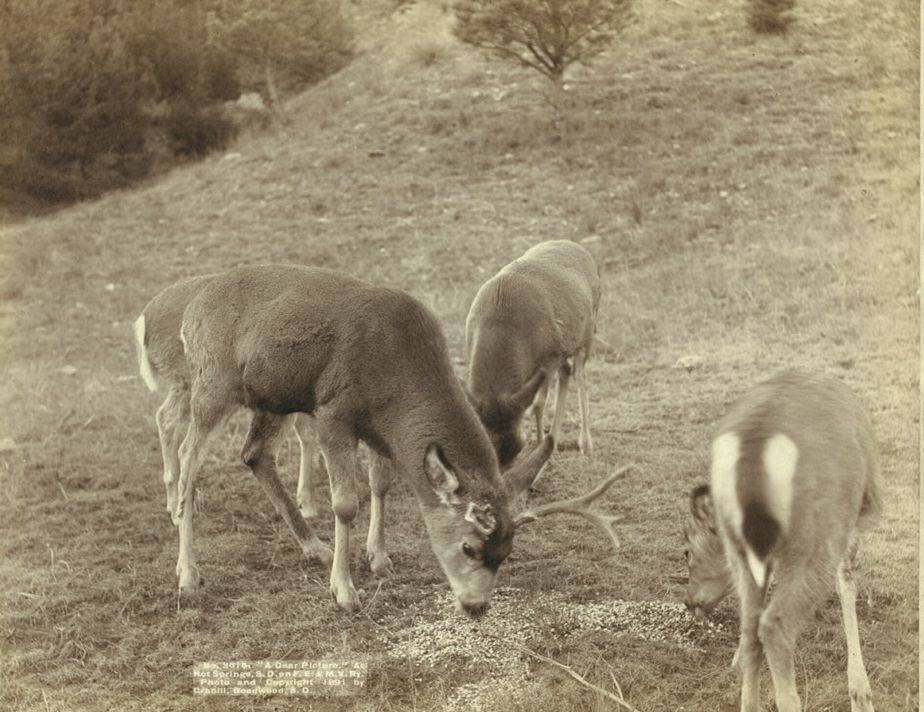 "A Dear Picture" at Hot Springs, South Dakota, 1891.