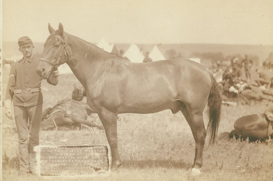 Comanche, the only survivor of the Custer Massacre, 1887.