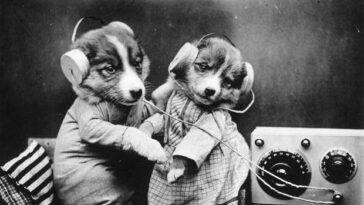 Animals in Human situations
