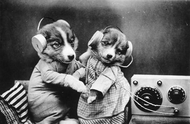 Animals in Human situations
