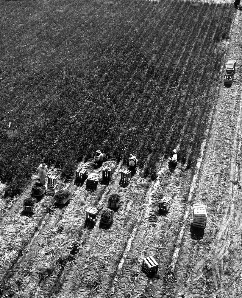Farm workers harvesting onions, Burbank, California
