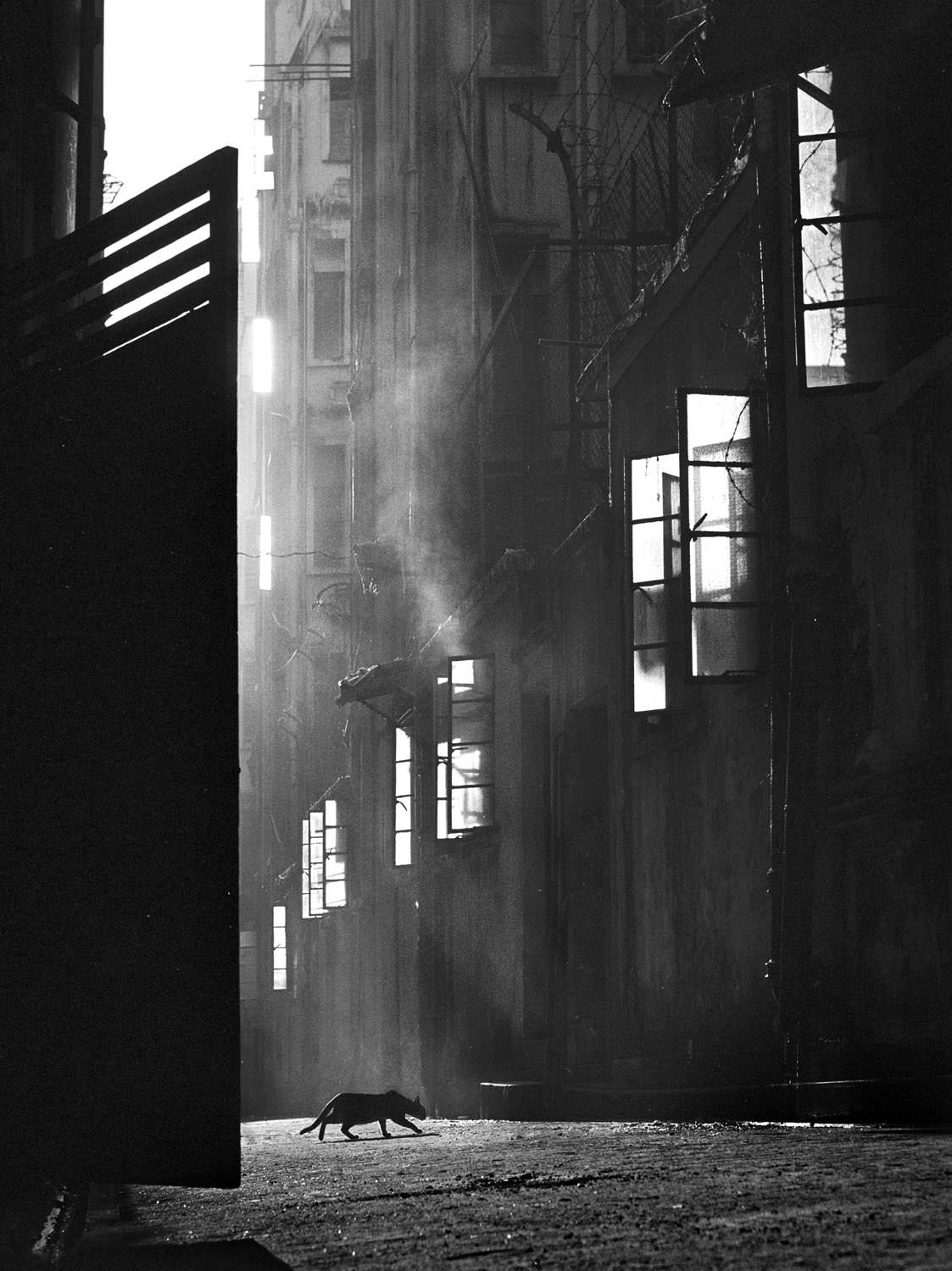 The Search, 1960
