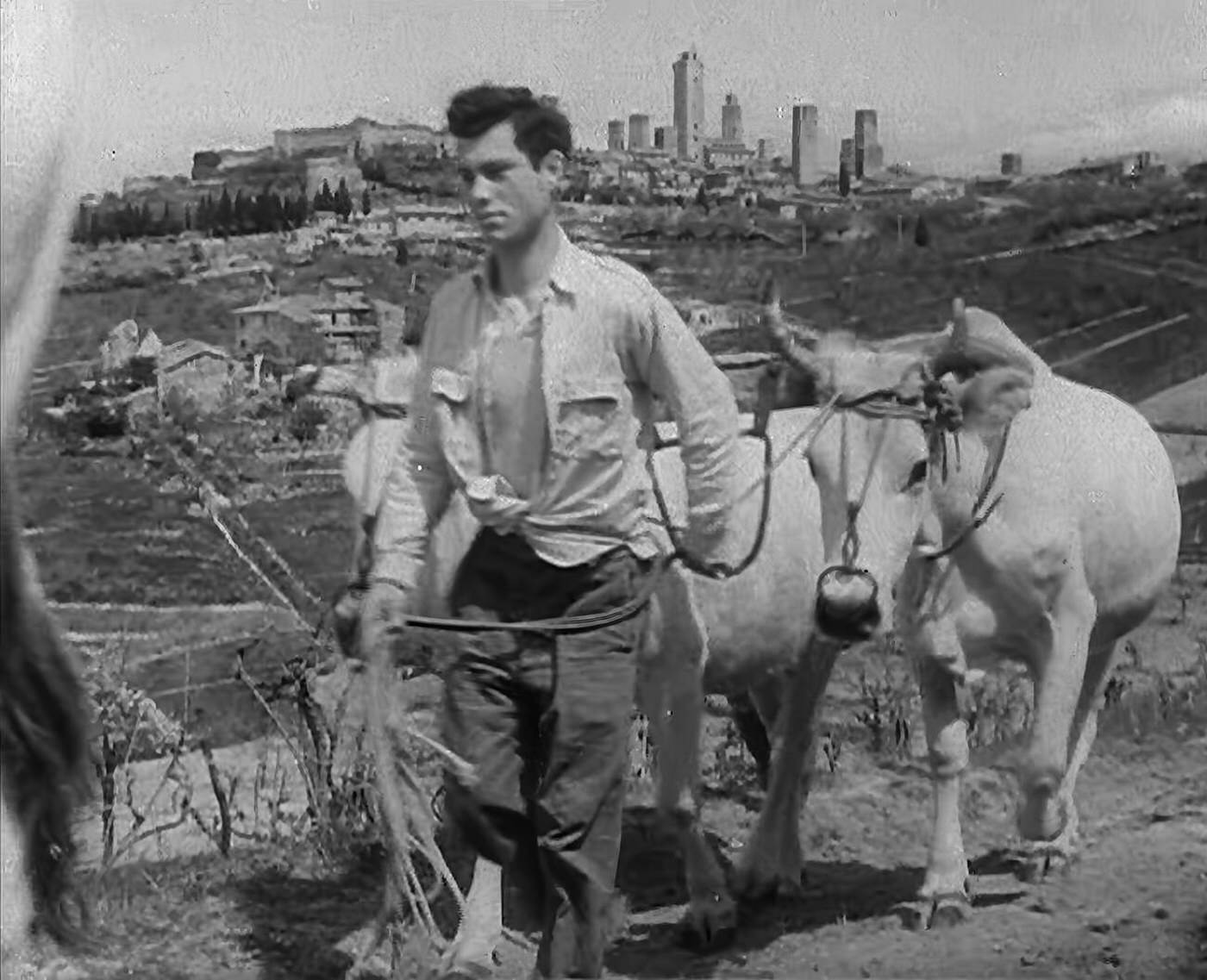 A man walking livestock through the countryside, 1940s.