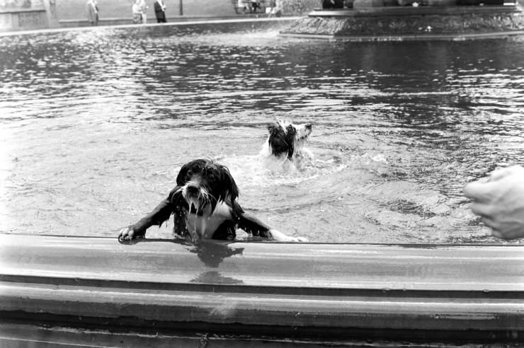 Dogs in a fountain, Central Park, 1961