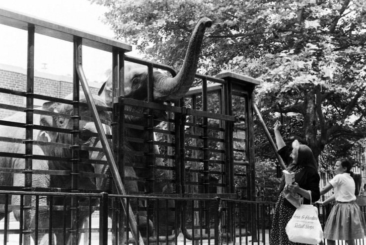 Elephants in Central Park, 1961