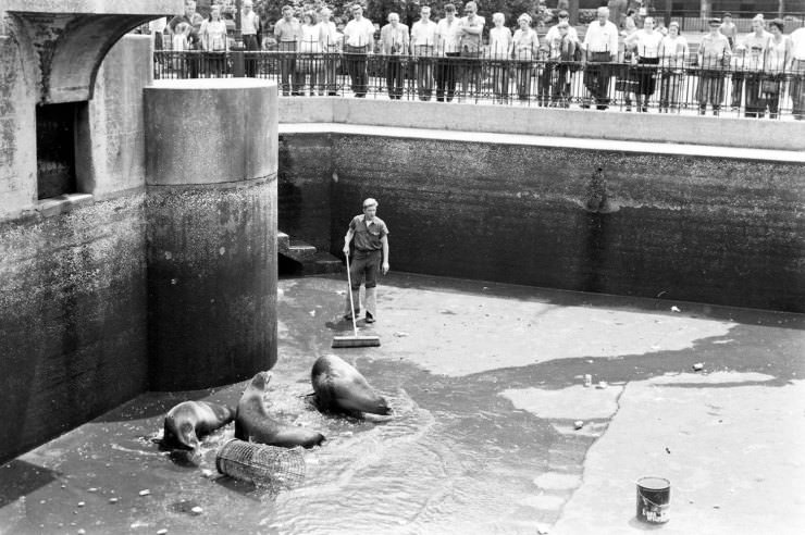 Seals in Central Park, 1961