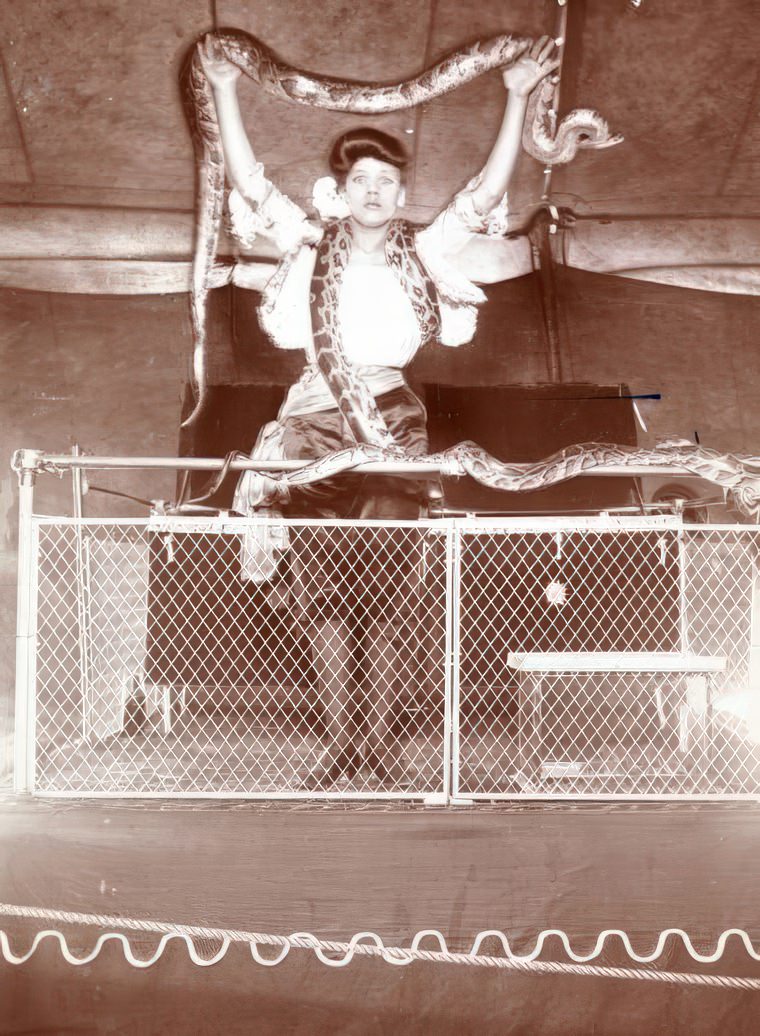 A woman in a carnival or side-show with three large pythons, ca 1895.