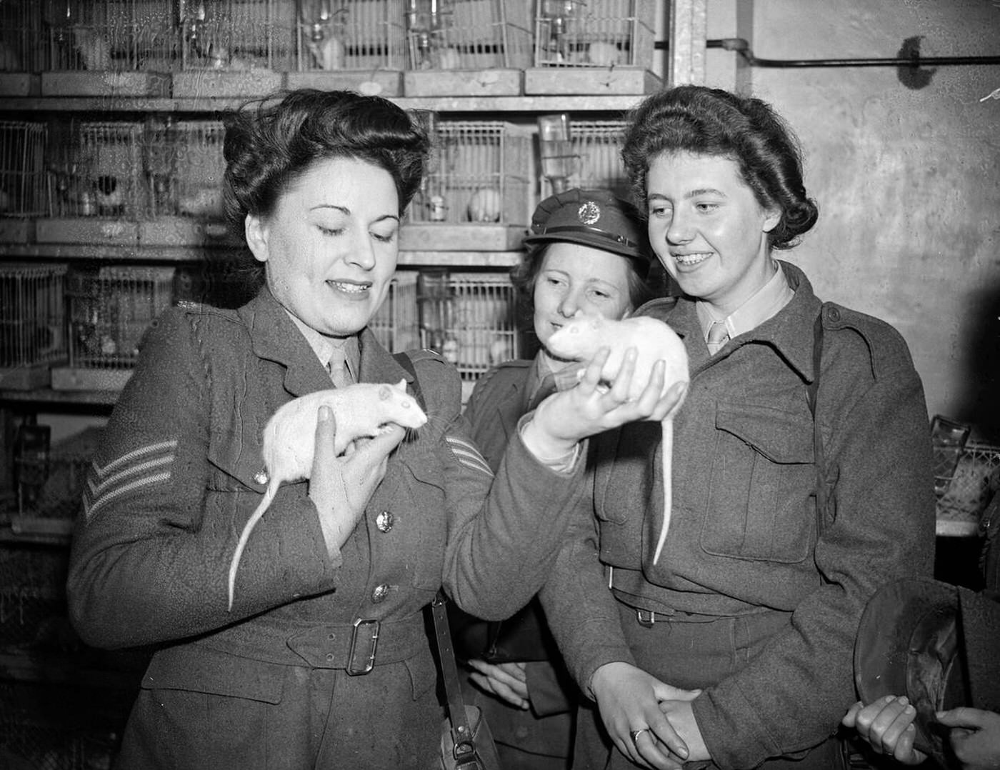 Sergeant Diana Weingott with rats, World War II