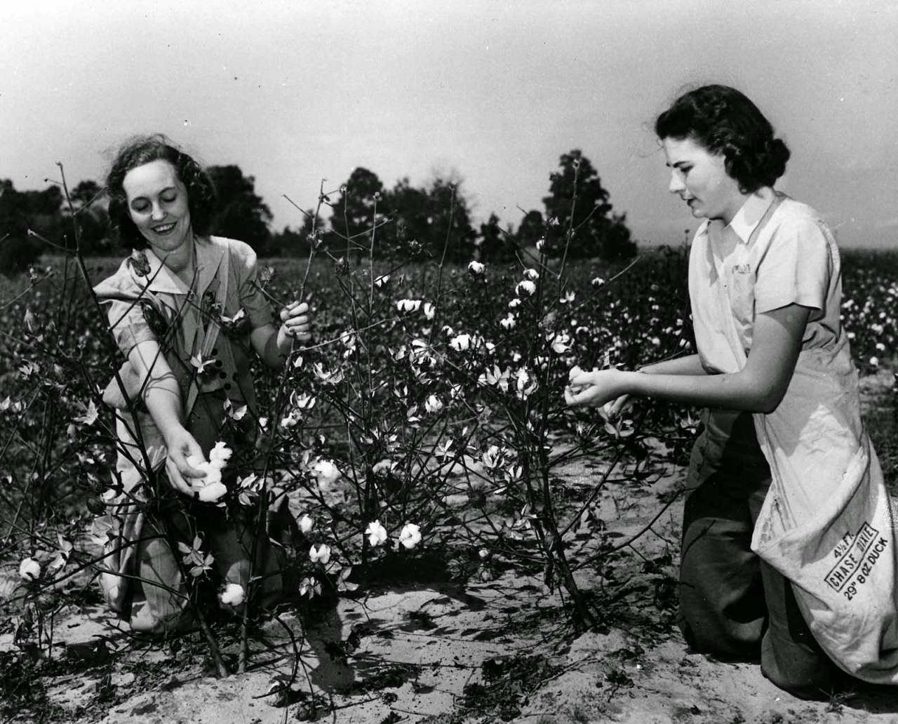 Women picking cotton, 1943