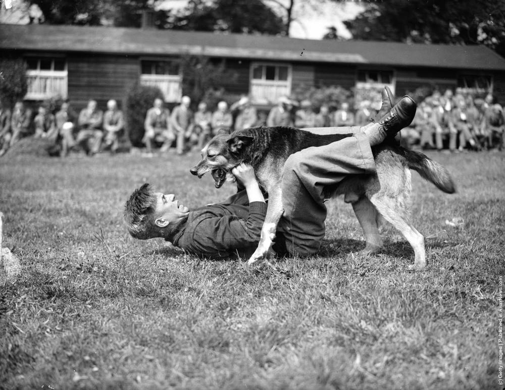 Mr. Les Oliver's alsatian, “Bruce,” amusing crowds at a display, 1936