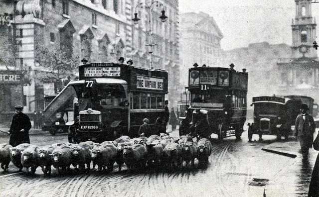 Sheep in the Strand
