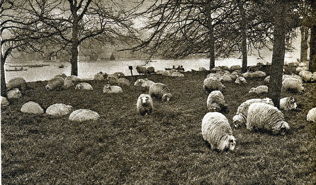 Sheep by the Serpentine