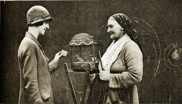 The fortune telling parrakeet