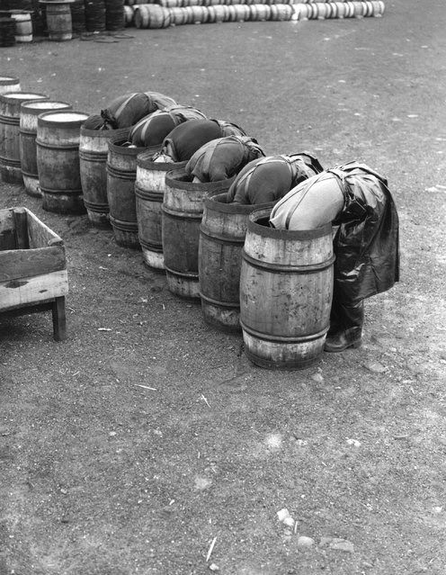 Fisherwomen lay barrels with salt in preparation for herring curing, 1937.