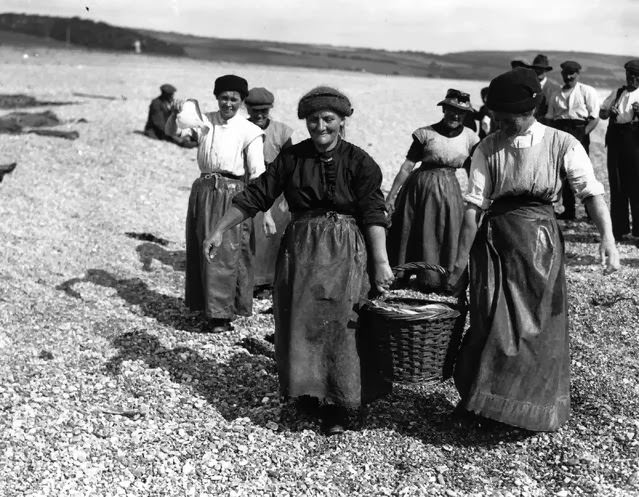 Women in Devon carry loaded baskets of fish along the shore, 1927.