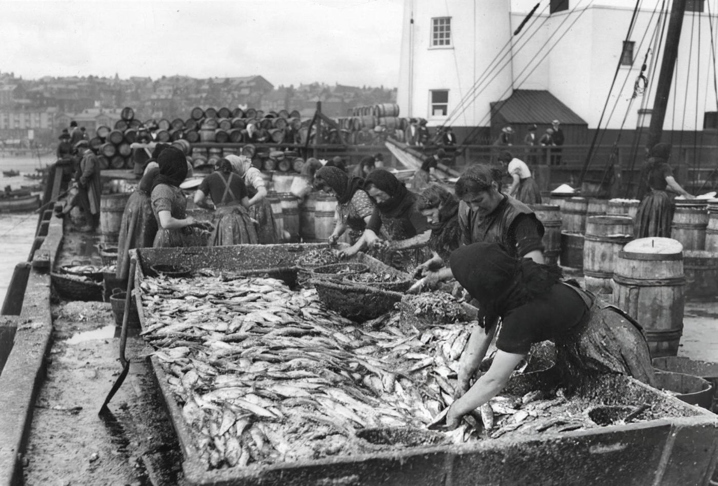 Scottish women gutting herrings at Scarborough harbour, 1902.