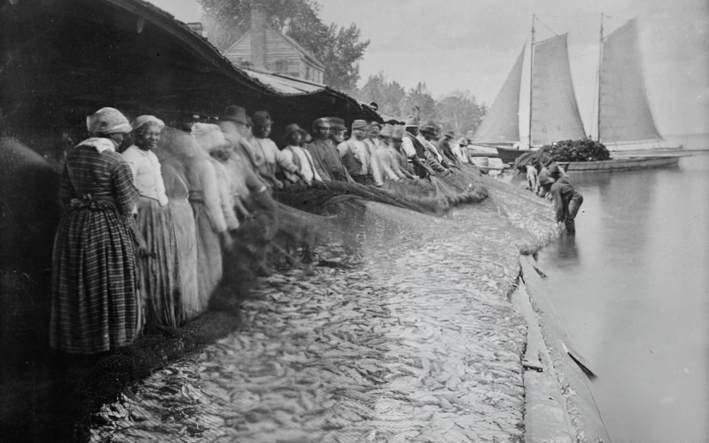 African American men and women with a large net of shad by the water, 1915.
