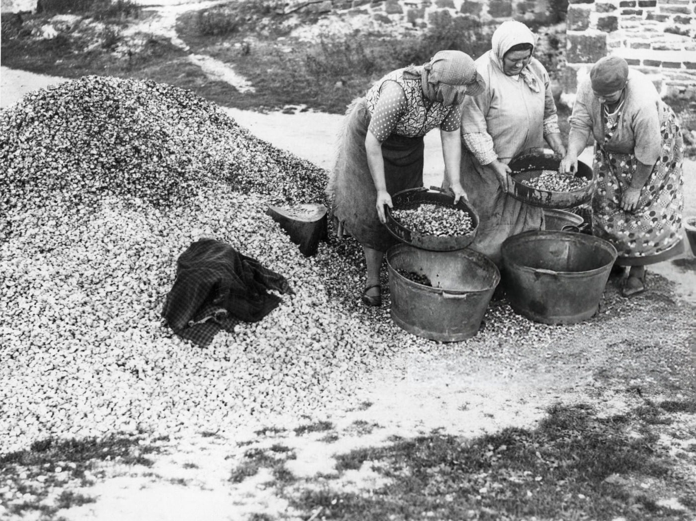 The cocklewomen of Penclawdd in South Wales at work, 1936.