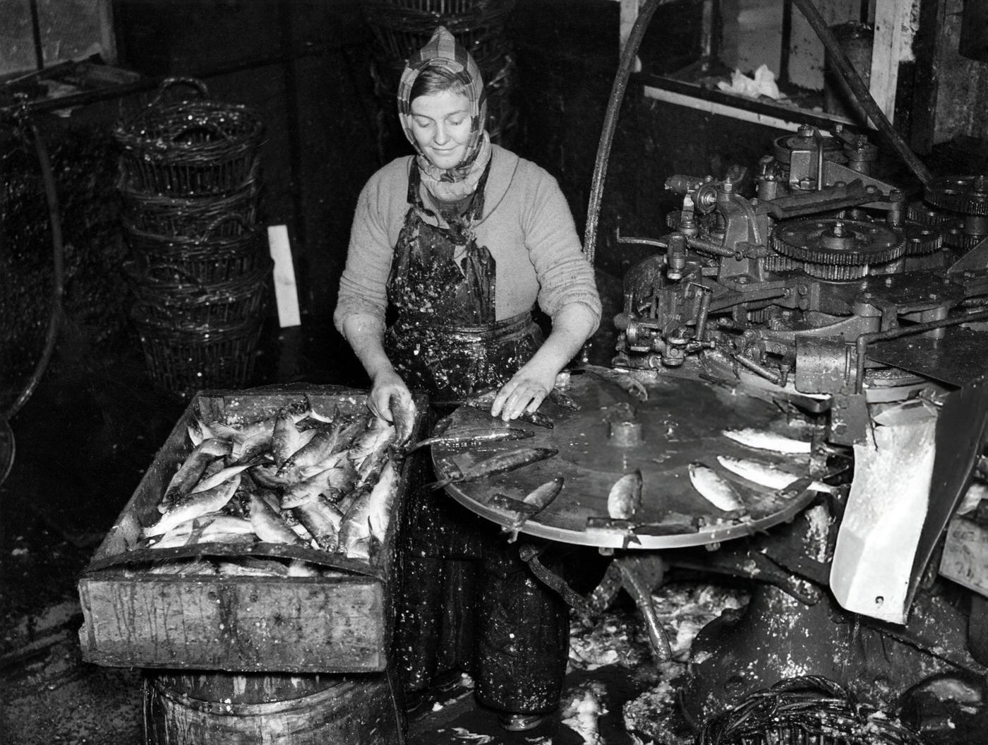 Fisherwoman mounting herrings on a machine in a cannery, 1940.