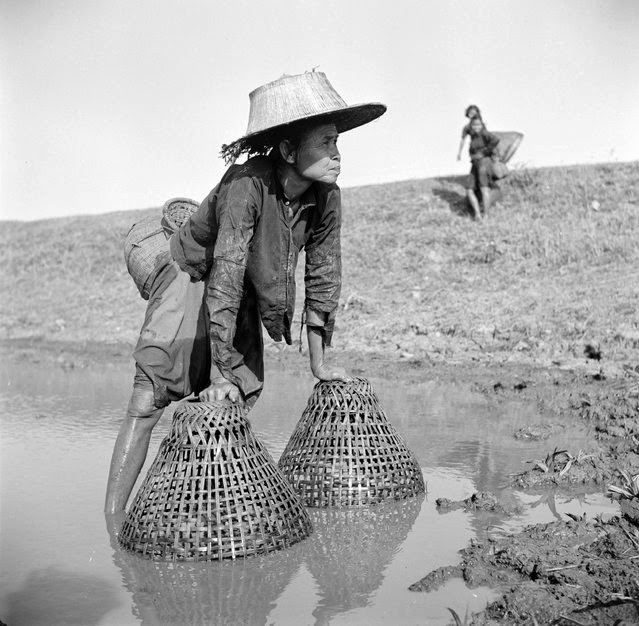 An elderly woman uses baskets to fish for plaice in a canal in Thailand, 1955.
