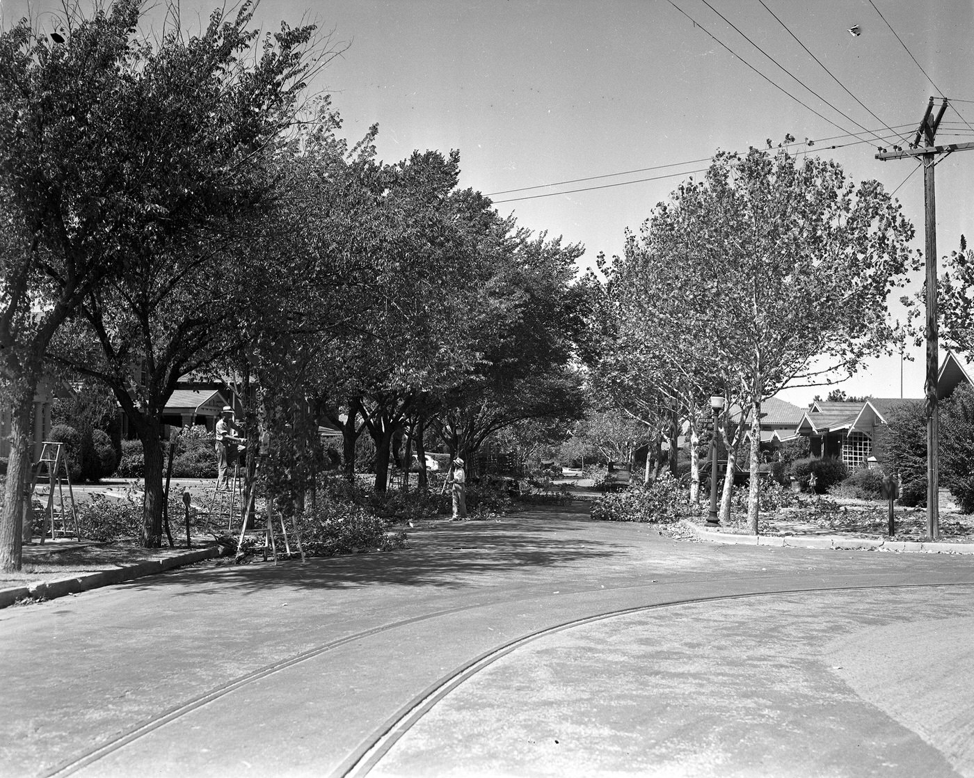 Fort Worth Park Department tree trimming, 1938