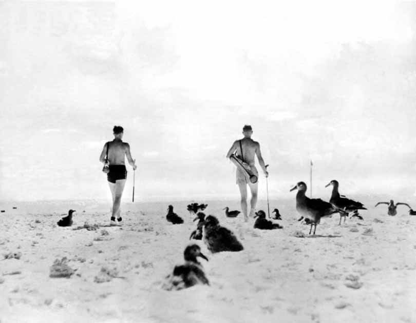 PanAm Airways employees in Hawaii created a full-size golf course on the beach at Midway Island, 1936.