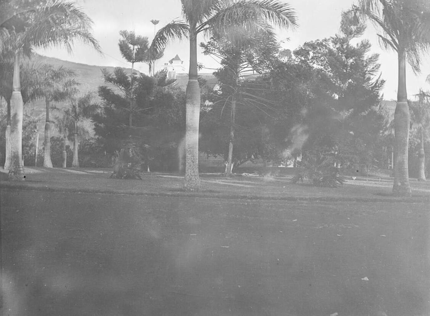 Palm trees in Hawaii, 1902.