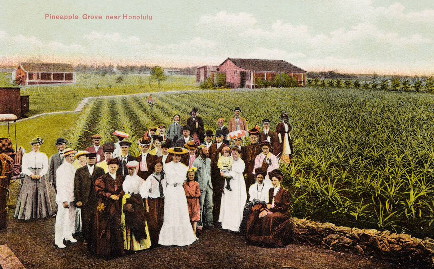 Pineapple grove near Honolulu, Hawaii, 1910s.